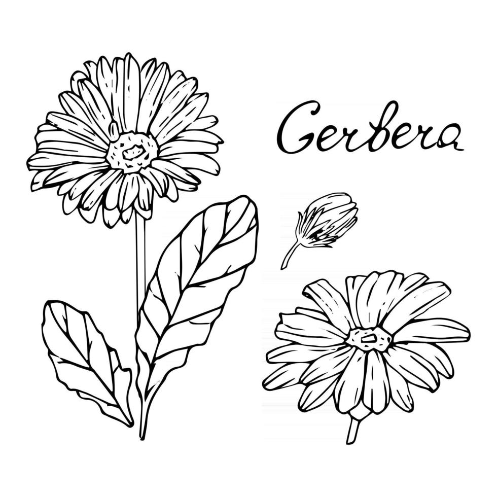 gerbera blomma uppsättning knoppar blad stam och bokstäver vektorillustration i handritad stil realistisk blomma i svartvitt vektor