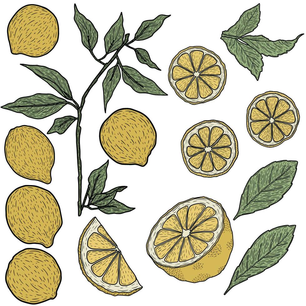 Sammlung von Zitrone mit Blätter, minimalistisch Linie Vektor Kunst