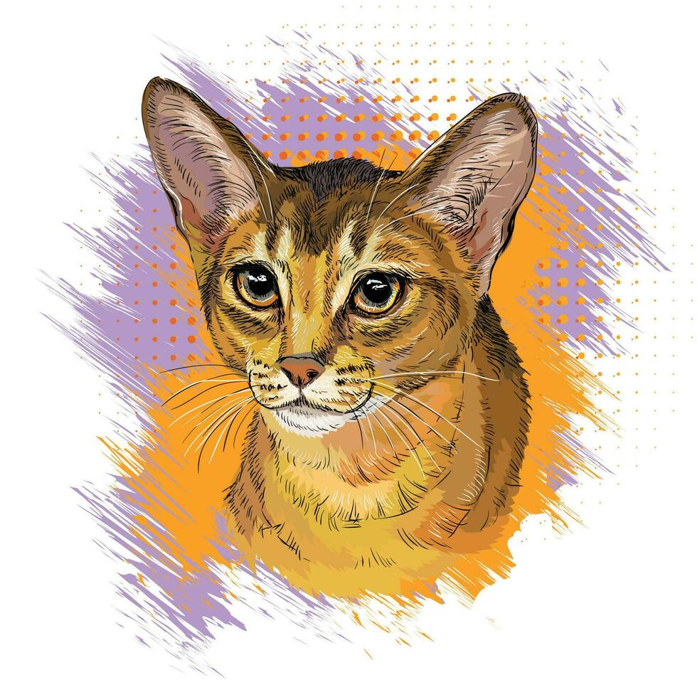 süß Abessinier Katze Hand gezeichnet Vektor Illustration