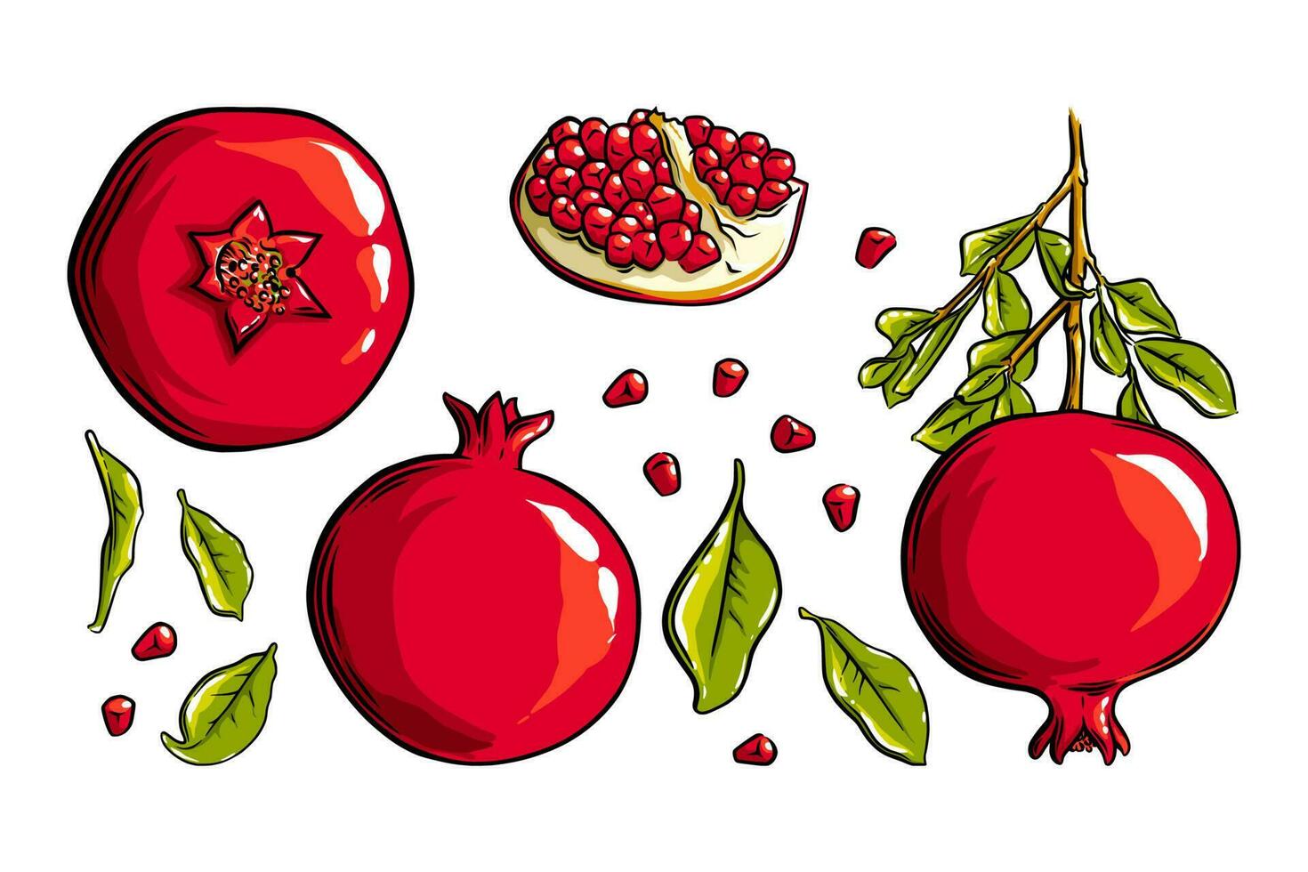 Granatapfel Frucht, Saat und Pflanze. farbig exotisch Granatapfel Frucht. Vektor Illustration