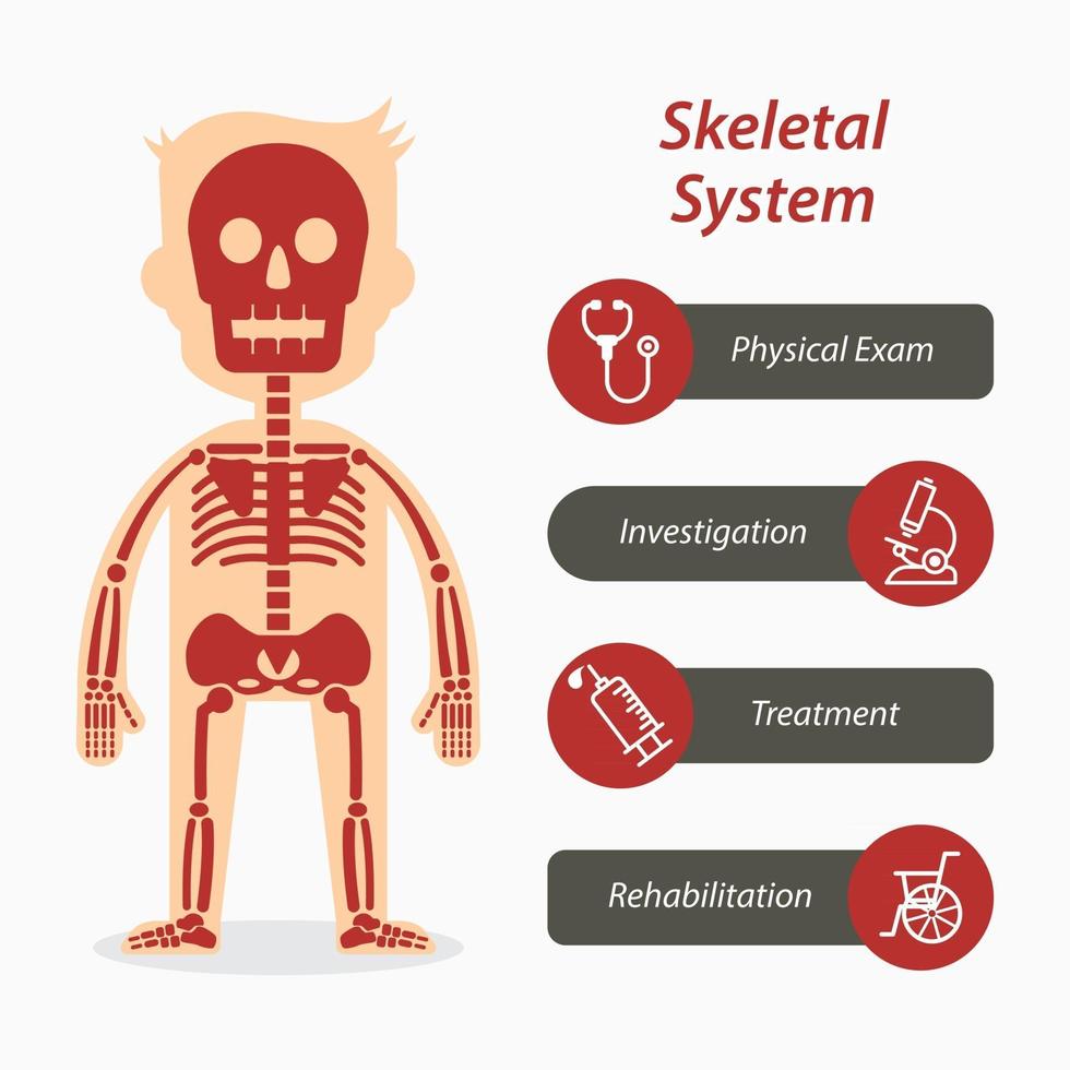 Skelettsystem und medizinisches Liniensymbol vektor