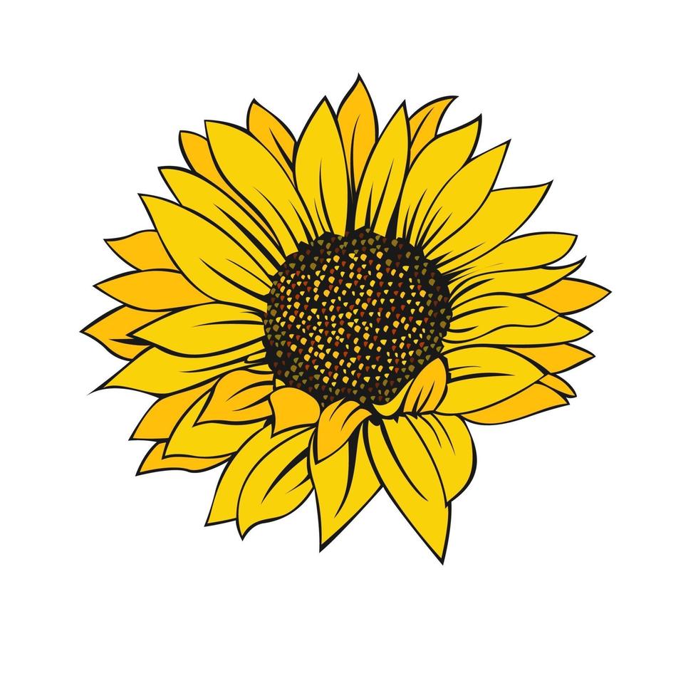 Sonnenblume lokalisiert auf weißem Hintergrund vektor