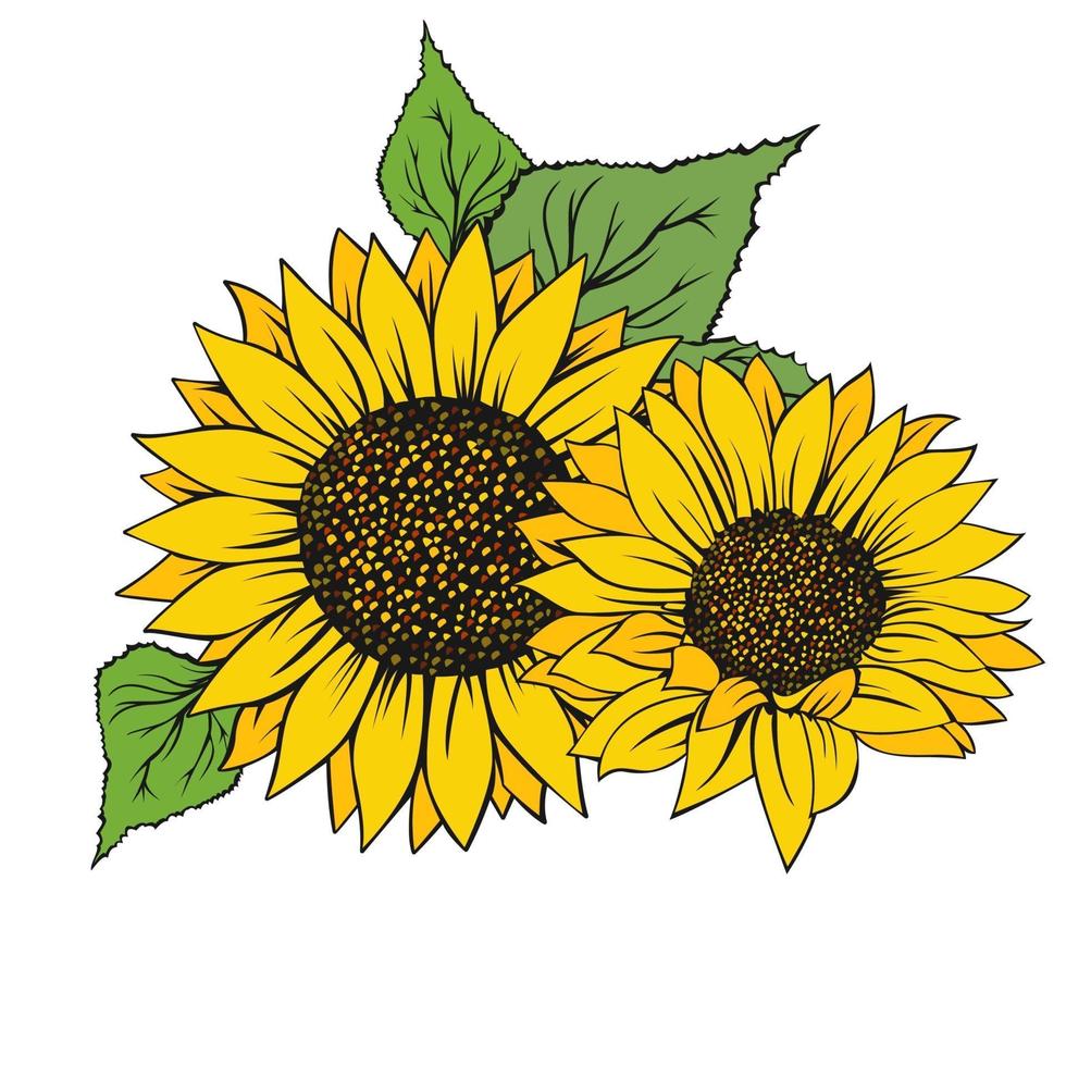 Sonnenblume lokalisiert auf weißem Hintergrund vektor