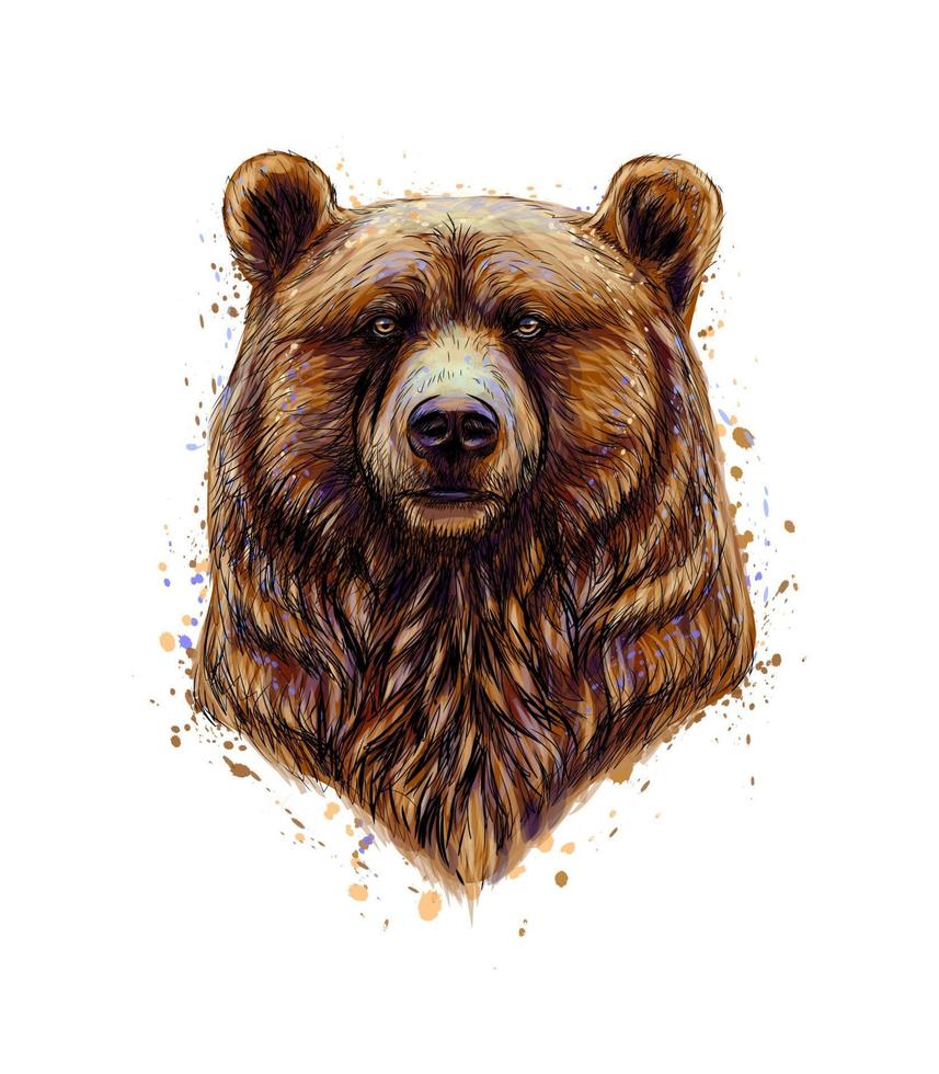 porträtt av ett brunt björnhuvud från ett stänk av akvarell handritad skiss vektorillustration av färger vektor