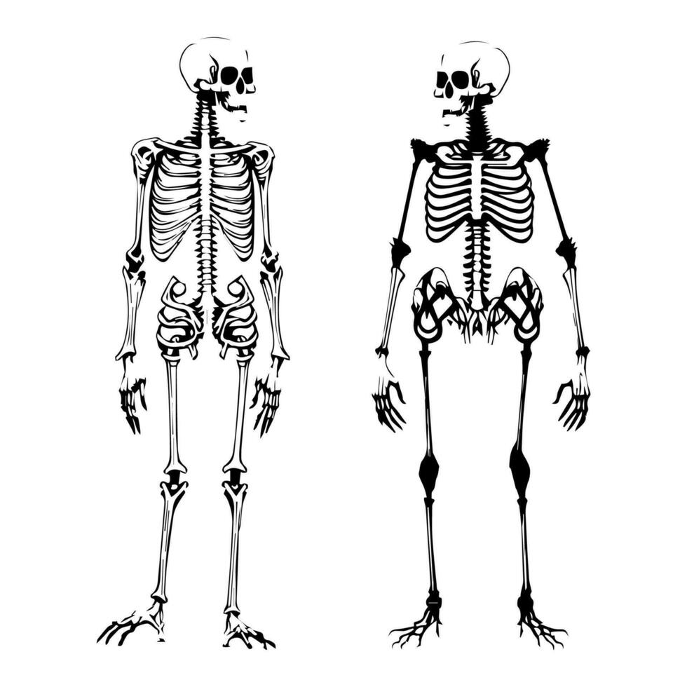 uppsättning av skelett av en mänsklig skalle vektor. illustration av mänsklig ben strukturera för utbildning och hälsa inlärning media. vektor illustration