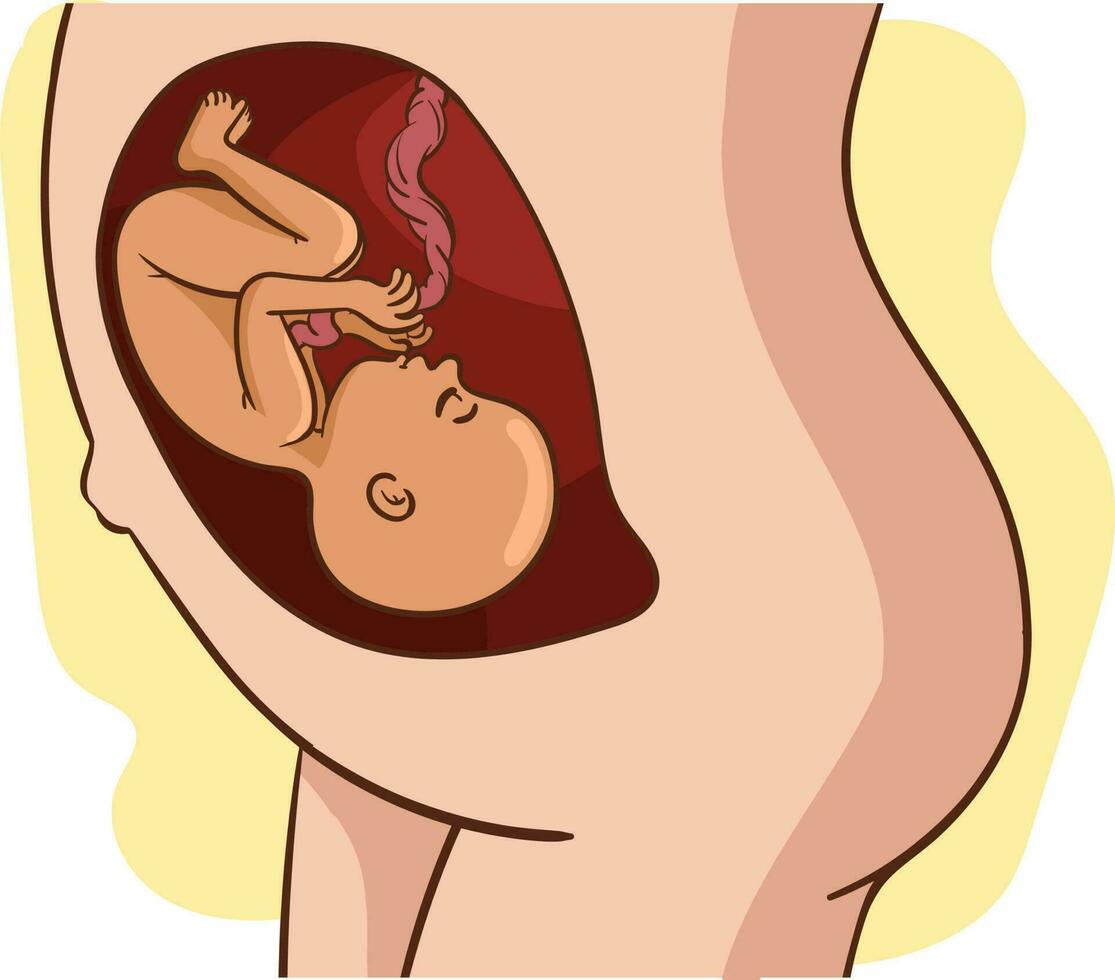 Baby im Gebärmutter Vektor Zeichnung.a schwanger Frau ist im das Bauch von ihr Baby Vektor Illustration