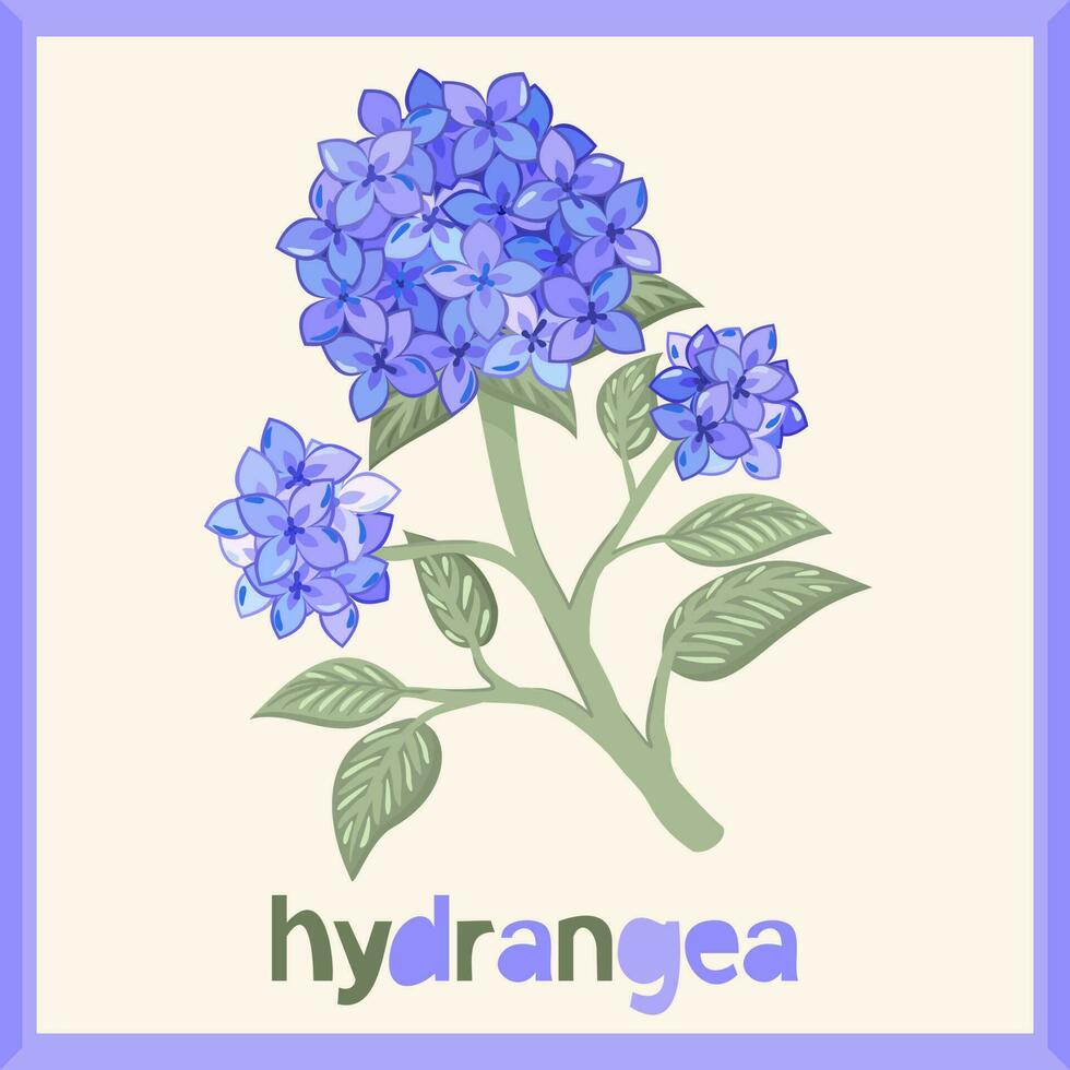 hortensia. vektor isolerat illustration i ram med text