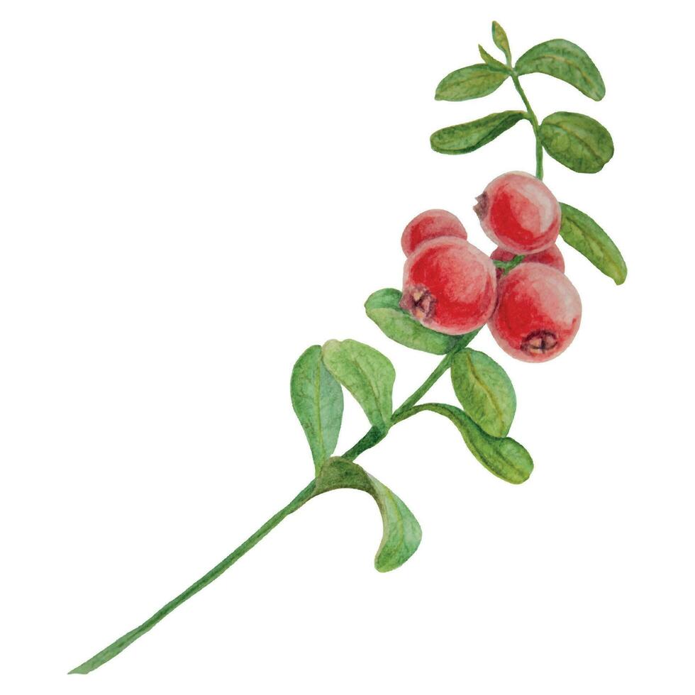 vild röd bär vattenfärg hand dragen botanisk realistisk illustration. skog tranbär, lingon gren isolerat på vit bakgrund. bra för utskrift på tyg, vykort, inbjudningar, menyer vektor
