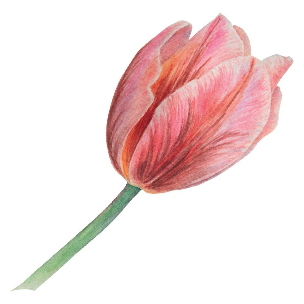 Aquarell realistisch botanisch Illustration von Rosa Tulpe isoliert auf Weiß Hintergrund zum Ihre Design, Hochzeit drucken Produkte, Papier, Einladungen, Karten, Stoff, Poster, Karte zum Mutter Tag, März vektor