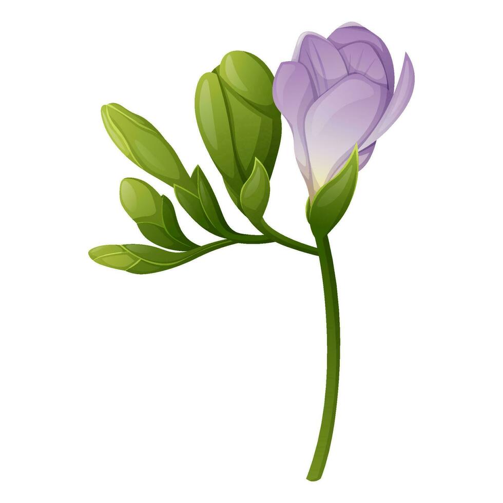 schön lila Freesie Blume auf ein isoliert Hintergrund. Design Element zum Hochzeit Einladungen, Karten. Jahrgang Blumen- von Blühen Freesie vektor