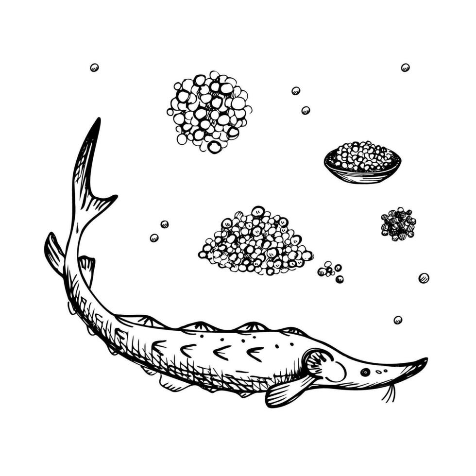 stör fisk svart kaviar klotter hand dragen vektor illustration isolerat på vit bakgrund. svart och vit linje konst design element.set med fisk och en näve av kaviar för meny, märka, skriva ut