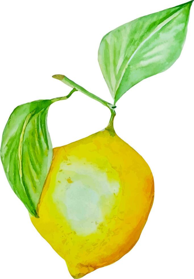 vattenfärg gul citron- med grön löv isolerat ClipArt vektor