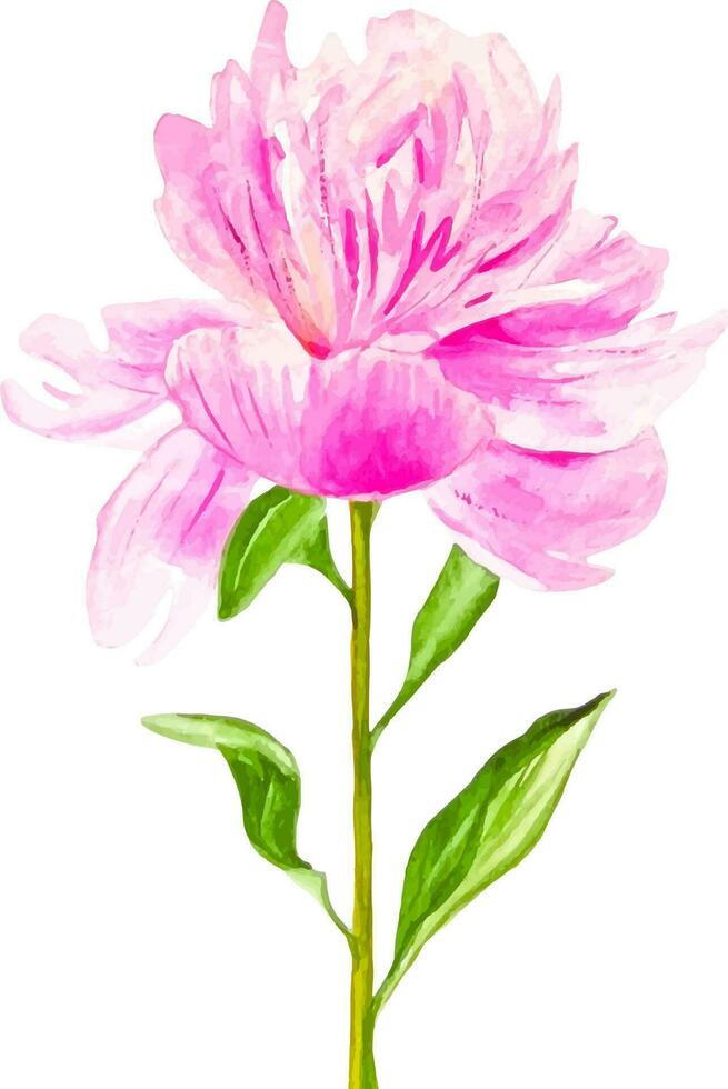 Rosa Pfingstrose Blume Aquarell Clip Art ist plattiert vektor