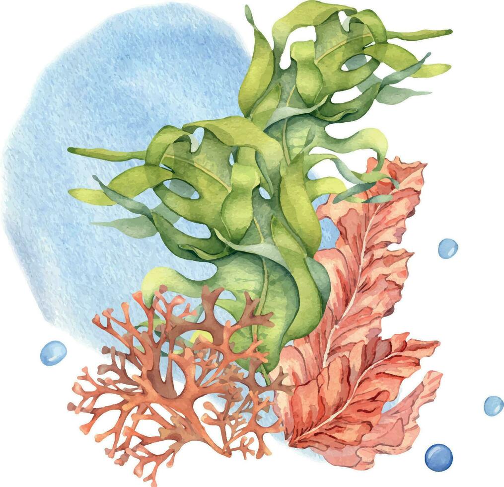 grön hav växt vattenfärg illustration isolerat på vit bakgrund. laminaria, brun kelp, röd tång hand ritade. design element för paket, märka, reklam, omslag, marin samling vektor