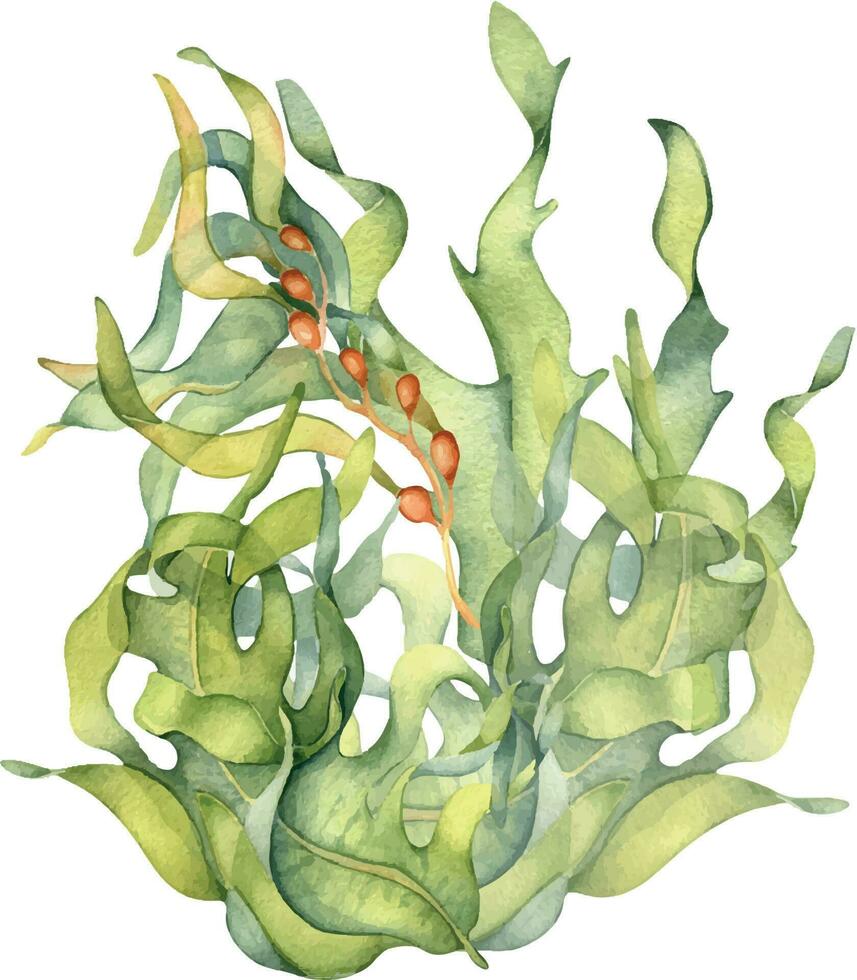 Grün Meer Pflanze Aquarell Illustration isoliert auf Weiß Hintergrund. Laminaria, braun Seetang, hilfreich Seetang Hand gezeichnet. Design Element zum Paket, Etikett, Werbung, Verpackung, Marine Sammlung vektor