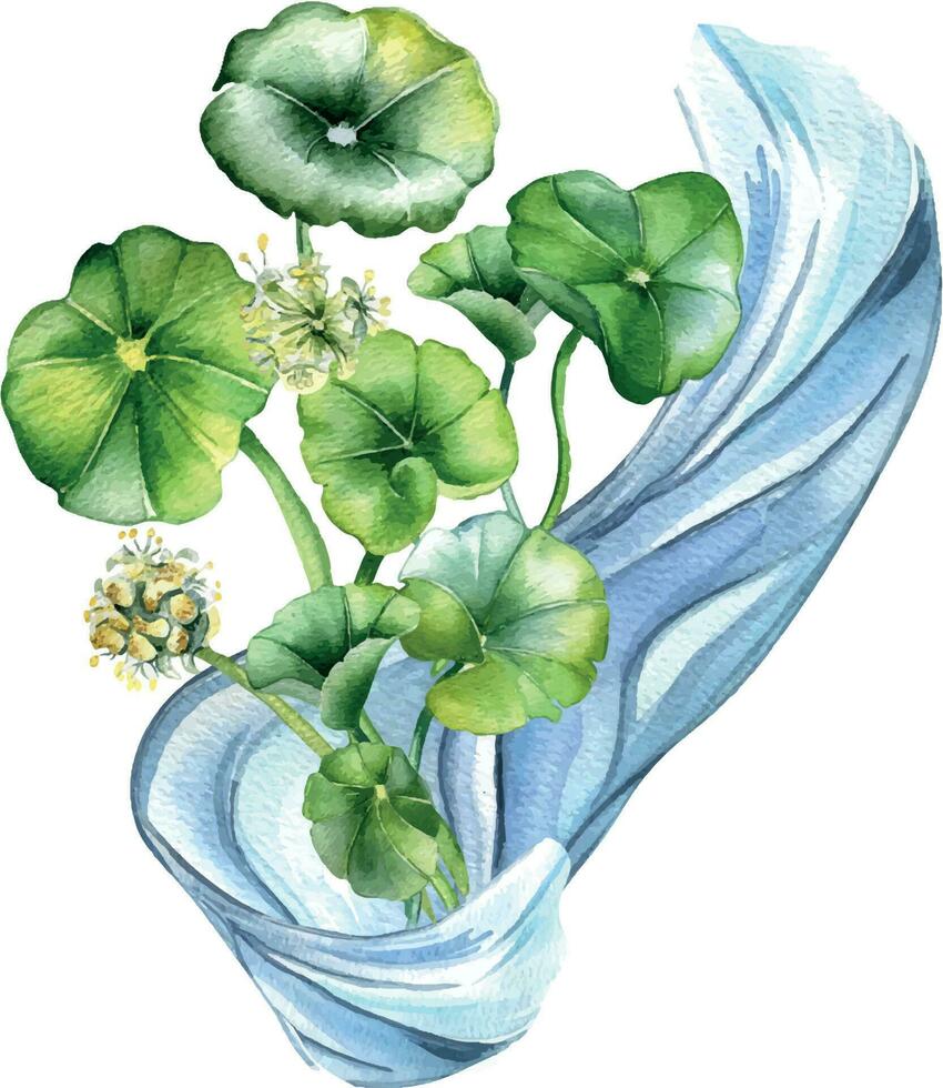 Centella asiatica Kräuter- Pflanzen Komposition Aquarell Illustration isoliert auf Weiß. Wassernabel, hab dich Kola Wasser Form, Cola, Blume Hand gezeichnet. Design Element zum Paket, Etikett, Verpackung vektor