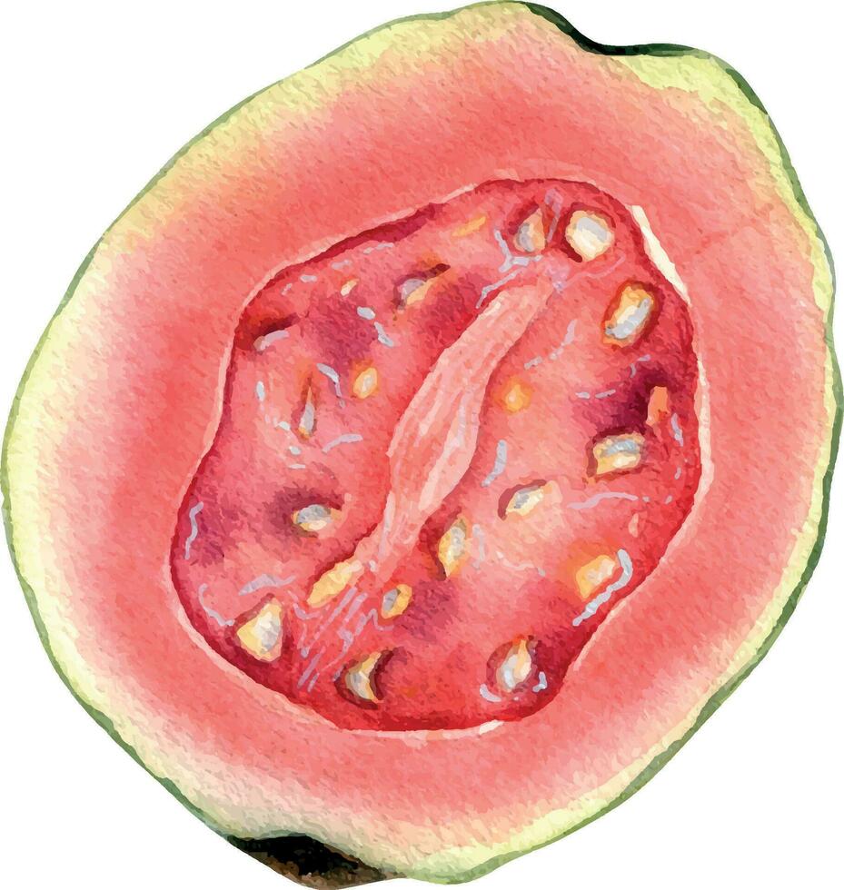 halv och skivor guava vattenfärg illustration isolerat på vit. tropisk frukt, exotisk äpple, guajava, röd massa hand ritade. design element för omslag, förpackning, märka, kök redskap vektor