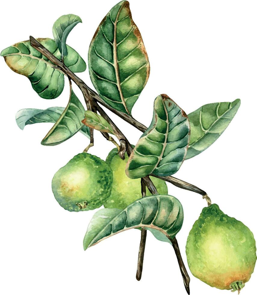 gren av träd med tre guava frukt vattenfärg illustration isolerat på vit bakgrund. tropisk växt guajava med grön löv hand ritade. design element för omslag, förpackning, märka, affisch vektor