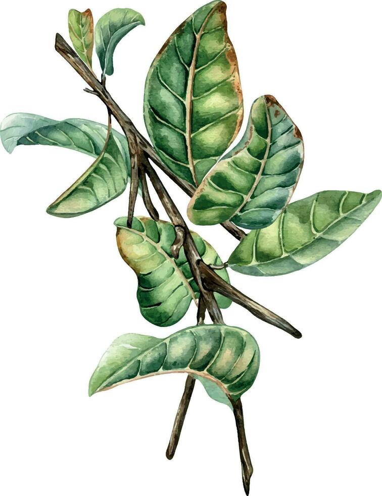 gren av träd guava vattenfärg illustration isolerat på vit bakgrund. träd gren av guajava med grön löv, tropisk växt hand ritade. design element för omslag, förpackning, märka, affisch vektor