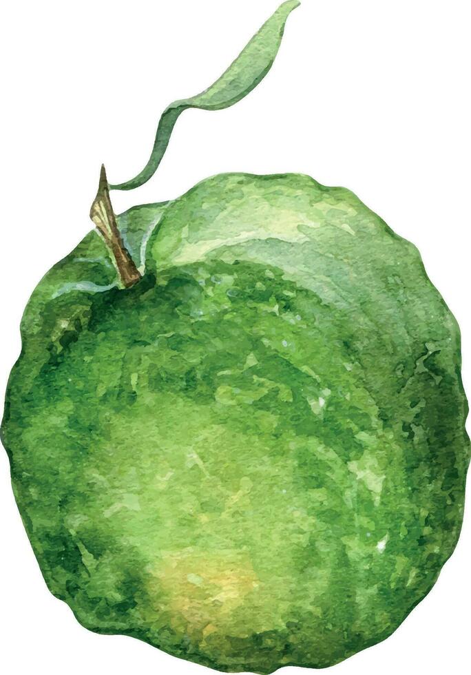 hela guava enda vattenfärg illustration isolerat på vit bakgrund. tropisk frukt, exotisk grön äpple, gul guajava hand ritade. design element för omslag, förpackning, märka, kök redskap vektor