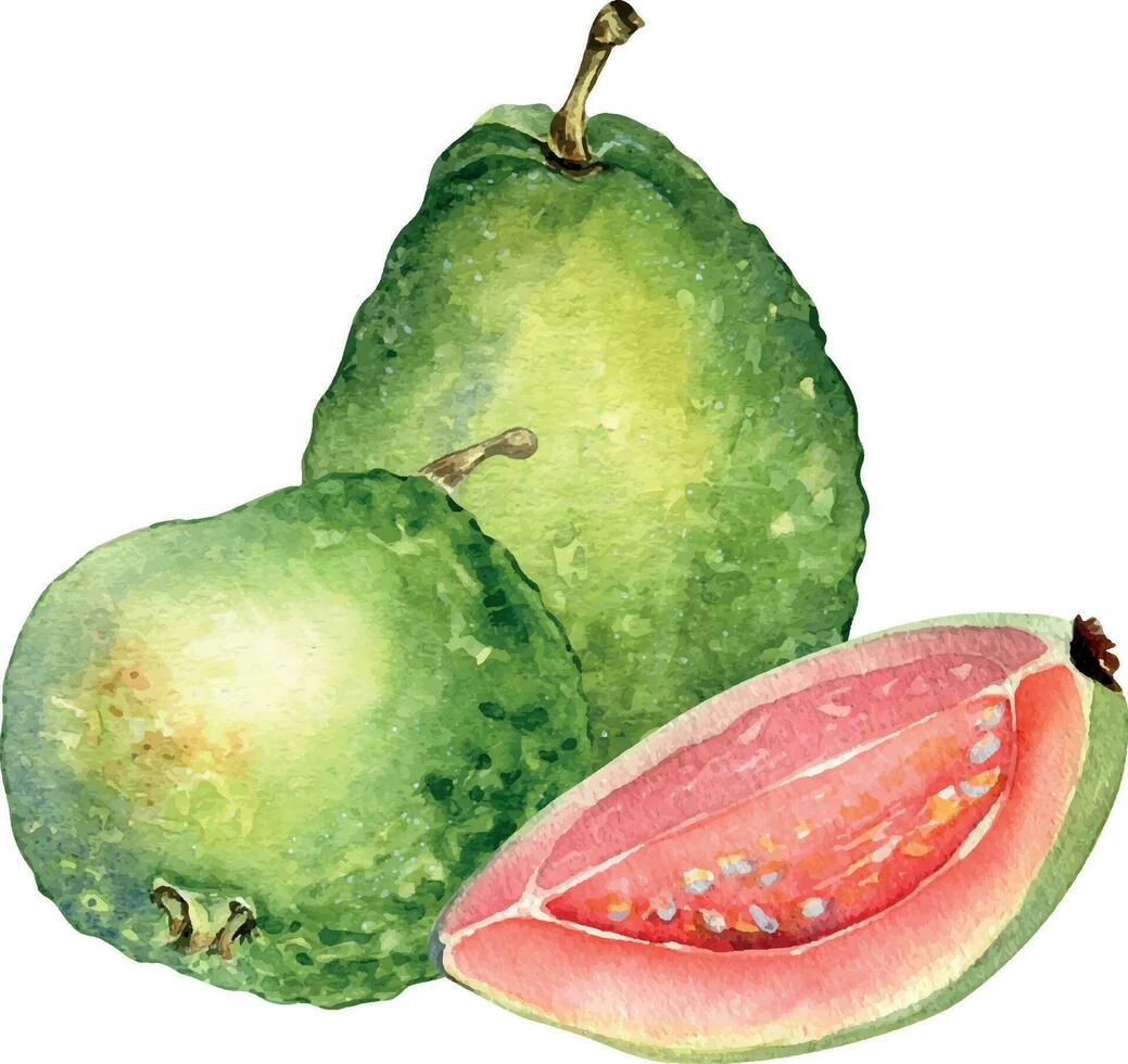 hela två guavor och skiva vattenfärg illustration isolerat på vit bakgrund. tropisk frukt, exotisk grön äpple, rosa guajava hand ritade. design för omslag, förpackning, märka, kök redskap vektor