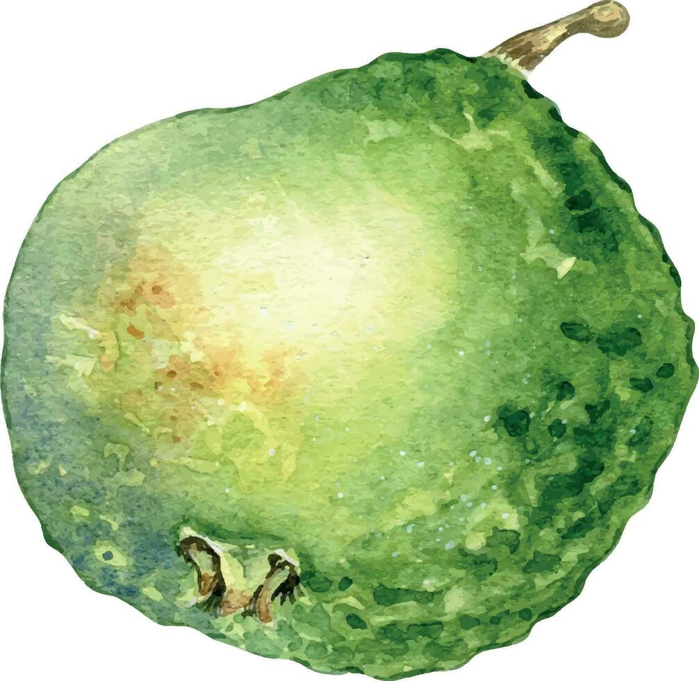 ganze Guave Single Aquarell Illustration isoliert auf Weiß Hintergrund. tropisch Frucht, exotisch Grün Apfel, Gelb Guajava Hand gezeichnet. Design Element zum Verpackung, Verpackung, Etikett, Küche Utensil vektor