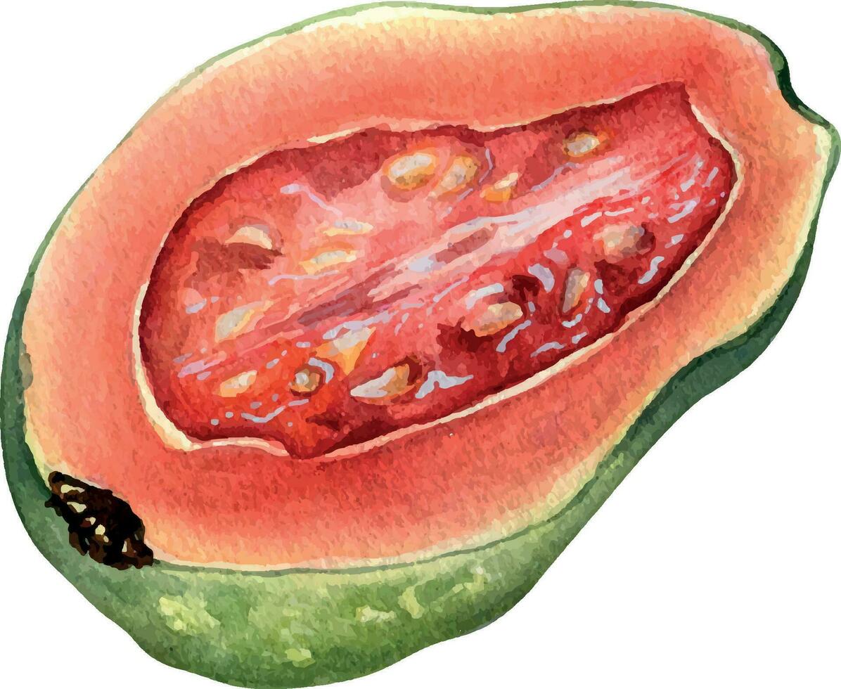 halv och skivor guava vattenfärg illustration isolerat på vit. tropisk frukt, exotisk äpple, guajava, röd massa hand ritade. design element för omslag, förpackning, märka, kök redskap vektor