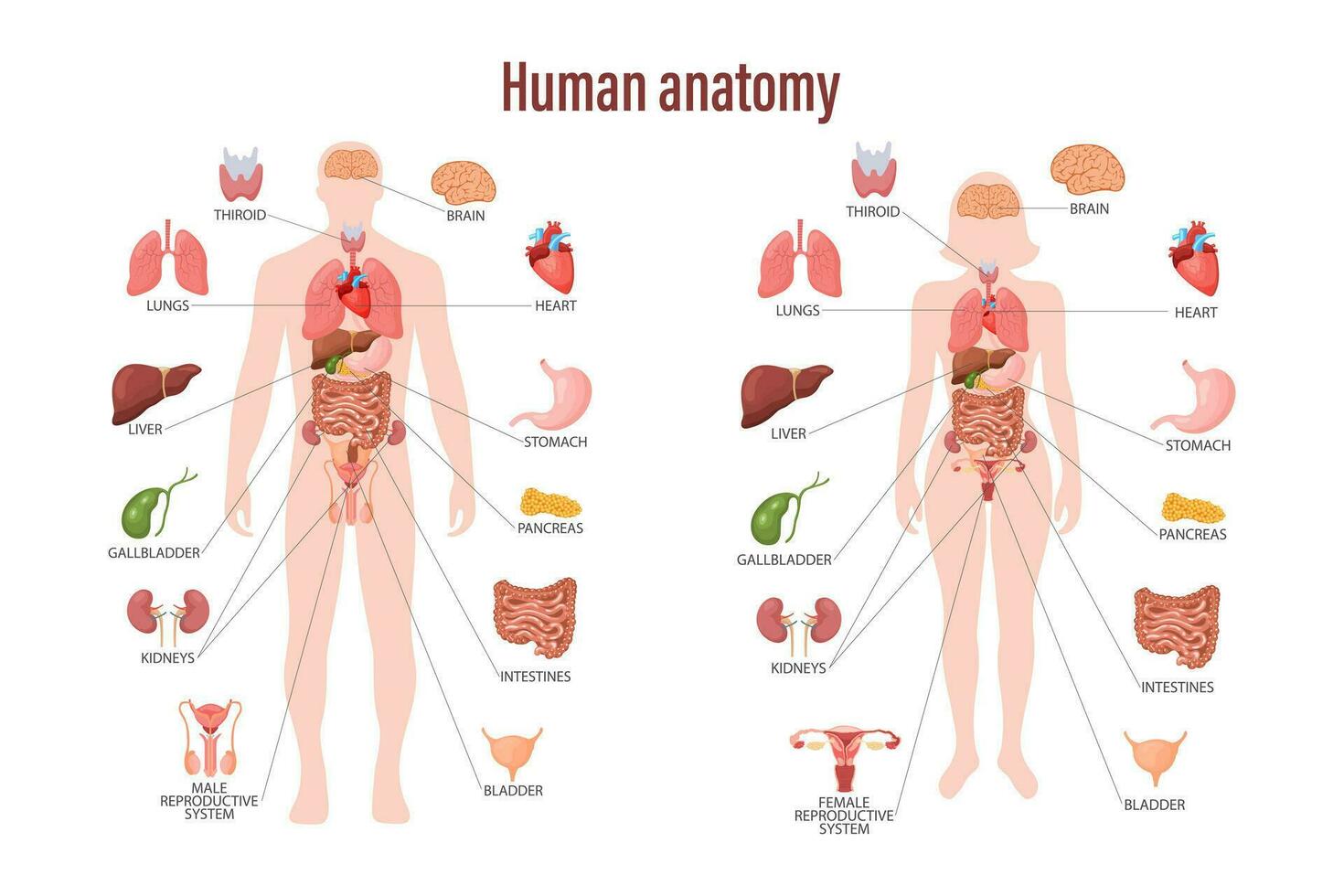 Mensch Anatomie Konzept. Infografik Poster mit das intern Organe von das Mensch Körper. Atmung, Verdauungs, reproduktiv, kardiovaskulär Systeme. Banner, Vektor