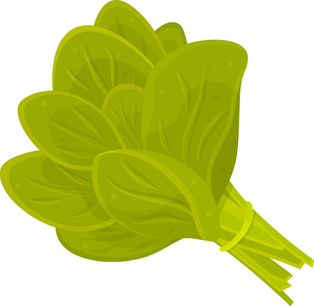 Farbe Vektor Illustration von Spinat, ein Bündel von Spinat, Kräuter und Gemüse, Gewürze und Kräuter, Vitamin ein
