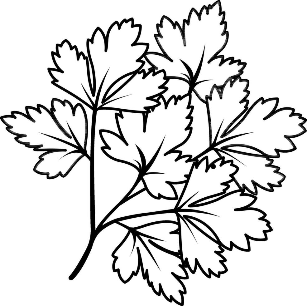 Vektor linear Symbol Petersilie, Petersilie Zweig, Kräuter und Gemüse, Gewürze und Kräuter, Vitamin A, Gekritzel und skizzieren