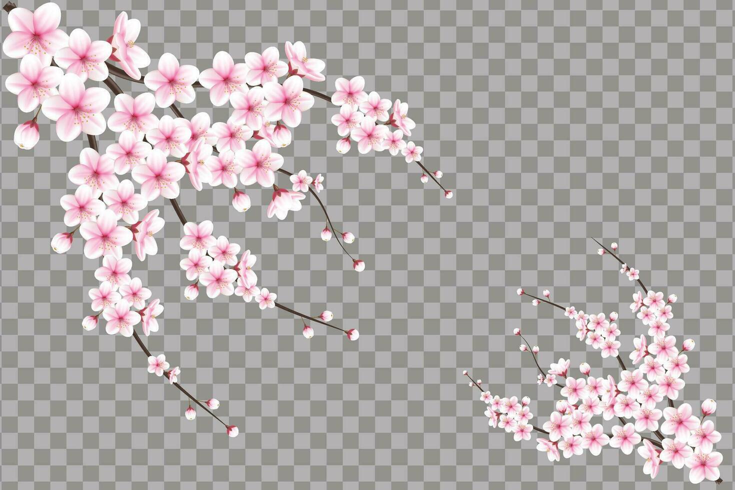 realistisk körsbär blomma och körsbär blommor och kronblad illustration, körsbär blomma vektor. rosa sakura blomma bakgrund. körsbär blomma blomma blomning vektor