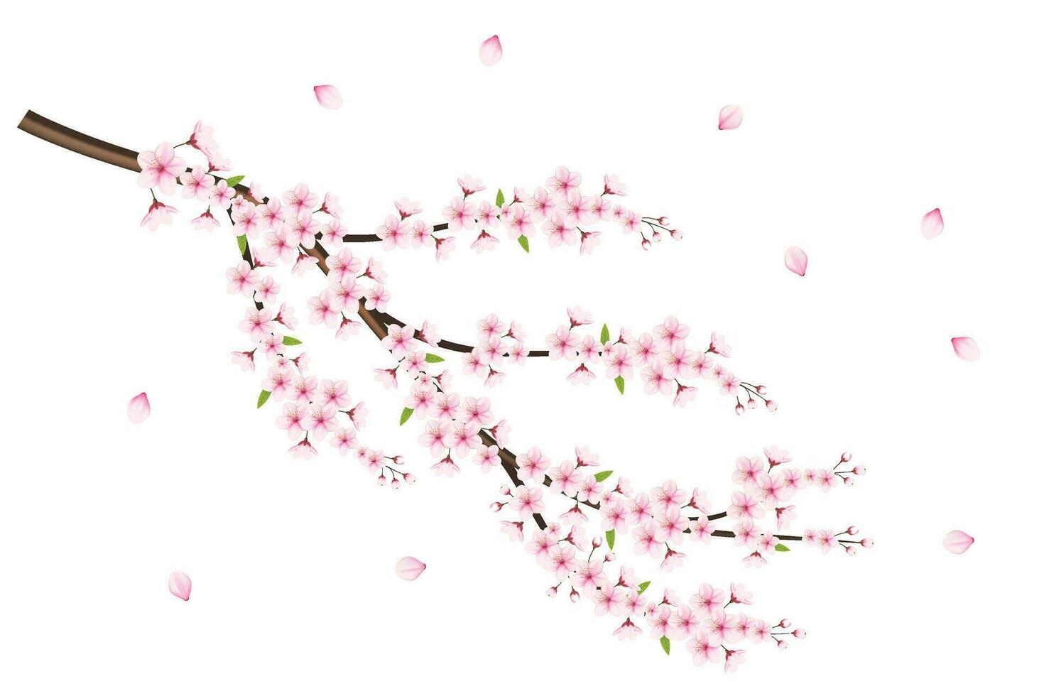 realistisch Kirsche blühen und Kirsche Blumen und Blütenblätter Illustration, Kirsche blühen Vektor. Rosa Sakura Blume Hintergrund. Kirsche blühen Blume Blühen Vektor