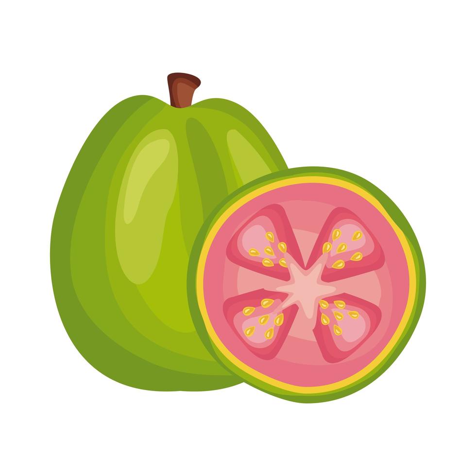 guava färsk läcker frukt detaljerad stilikon vektor