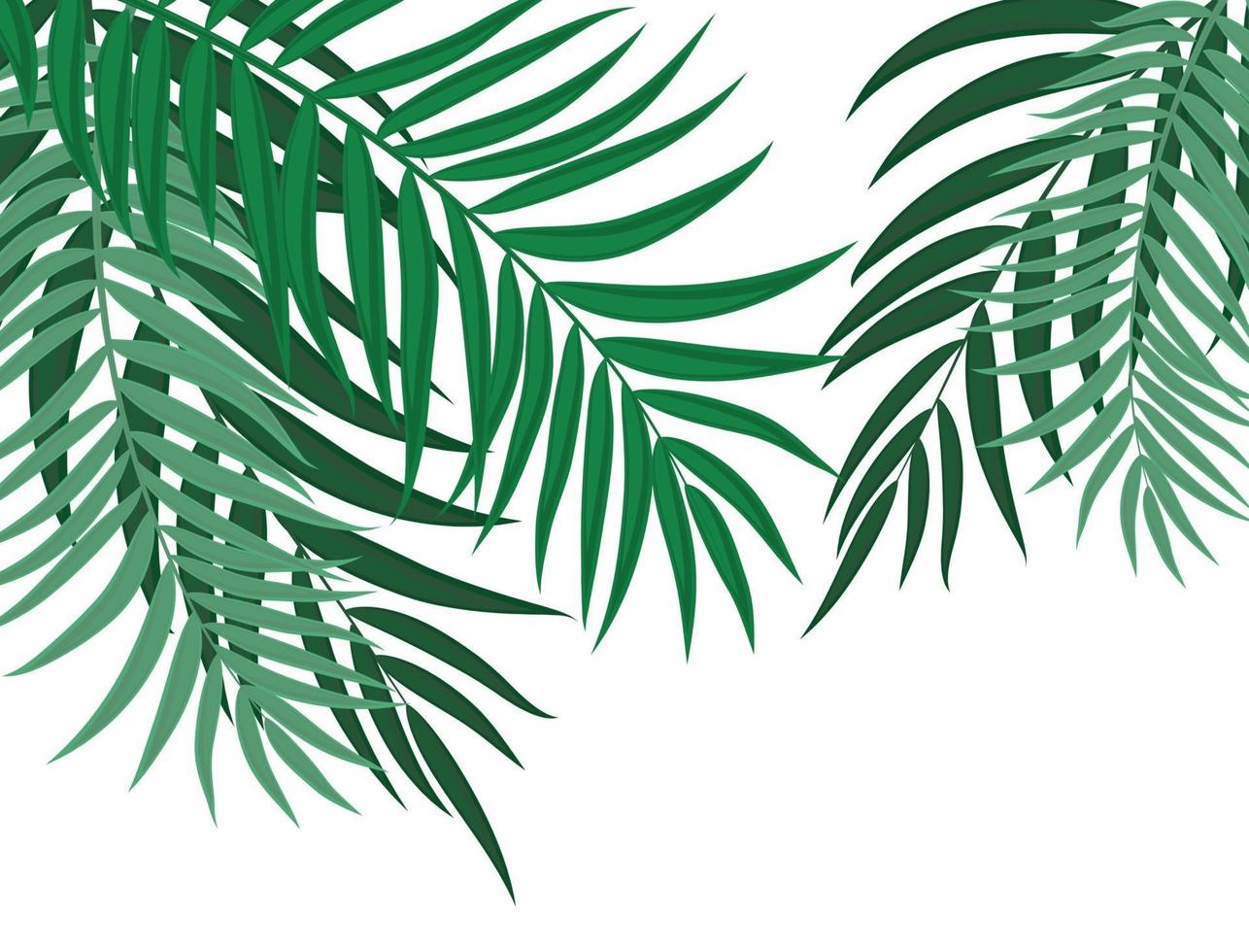 vacker palm lämnar silhuett bakgrund vektorillustration vektor