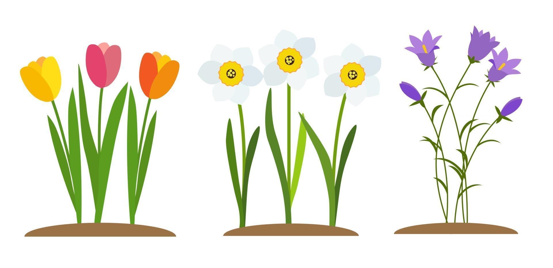 Frühlingstulpe, Glockenblume und Narzisse. Blumen Hintergrund vektor