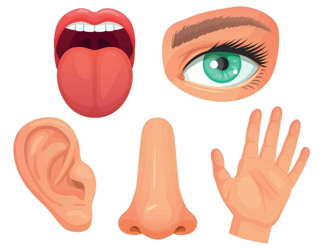 tecknad serie sensorisk organ. känner organ, ögon syn, näsa lukt, tunga smak knoppar, hud Rör och hörsel öron vektor illustration uppsättning