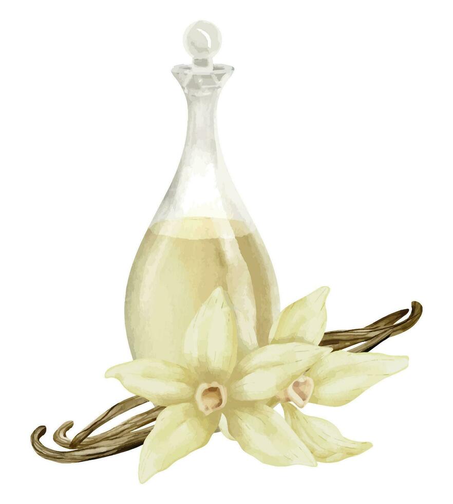 Vanille Blume mit Glas Flakon. Hand gezeichnet Aquarell Illustration von Blumen- Zutat und Karaffe auf Weiß isoliert Hintergrund zum wesentlich Öl oder Aroma Therapie. Karaffe mit Blumen- Stöcke vektor