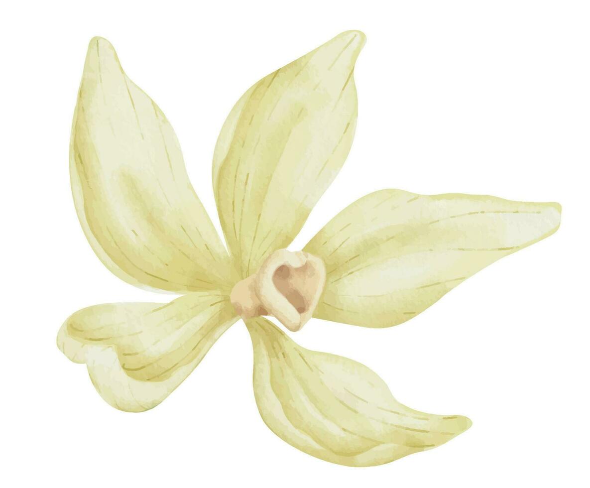 vanilj blomma. vattenfärg hand dragen illustration av ört- mat krydda på vit isolerat bakgrund. teckning av blomning beige orkide för grundläggande olja eller naturlig kosmetisk. aromatisk ingrediens vektor