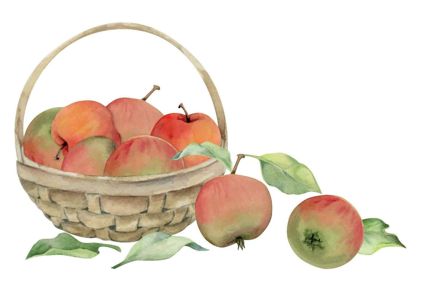 hand dragen vattenfärg sammansättning med äpple frukt i korg, med gren och löv, mogen, full och skivor. isolerat på vit bakgrund. design för vägg konst, bröllop, skriva ut, tyg, omslag, kort. vektor
