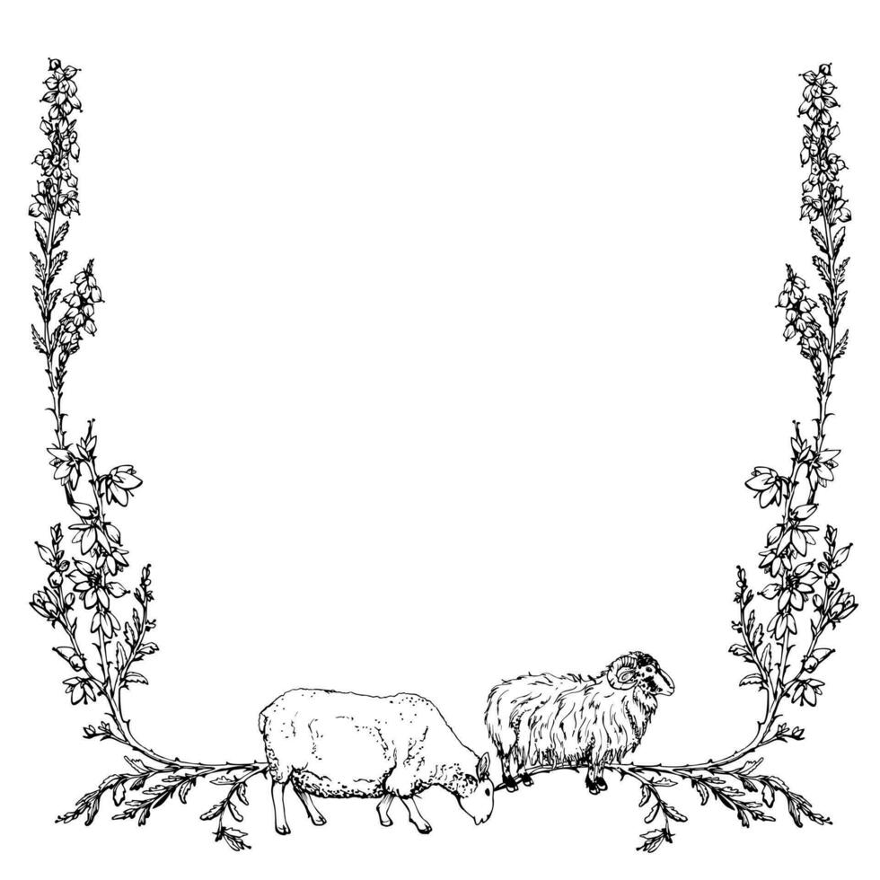 bläck hand dragen vektor illustration. skottland symboler. betning ull får och Bagge boskap djur, ljung växt blomma gräns. fyrkant ram. design för turism, resa, broschyr, häfte, skriva ut.