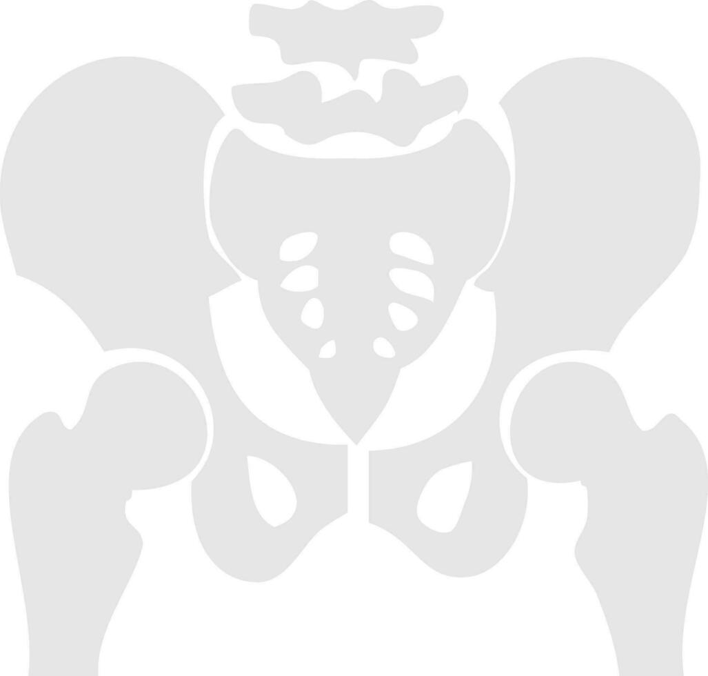platt illustration av bäcken skelett. vektor