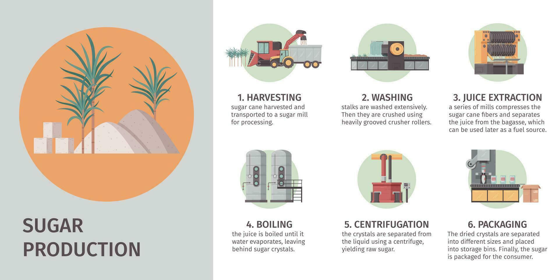 socker produktion infographic uppsättning vektor