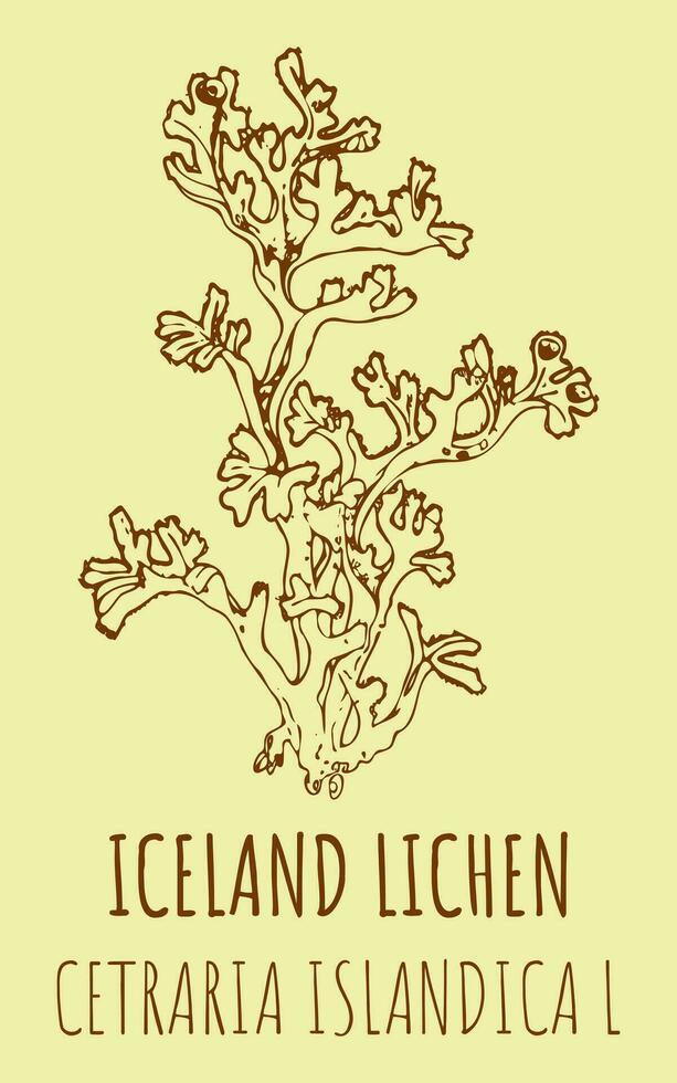 vektor ritningar island lav. hand dragen illustration. latin namn cetraria islandica l.