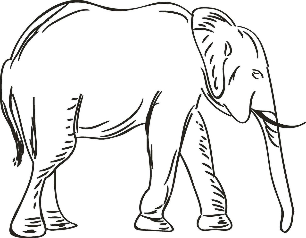 vektor illustration av elefant skiss.
