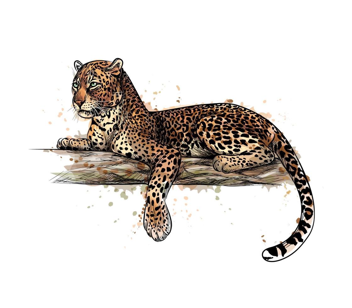 Leopard liegt auf einem Baum von einem Spritzer von Aquarellhand gezeichneter Skizzenvektorillustration von Farben vektor