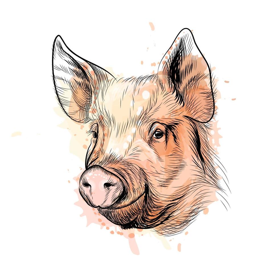 Porträt eines Schweinekopfes von einem Spritzer des Aquarell-chinesischen Sternzeichensjahr der Schweinehand gezeichneten Skizzenvektorillustration von Farben vektor