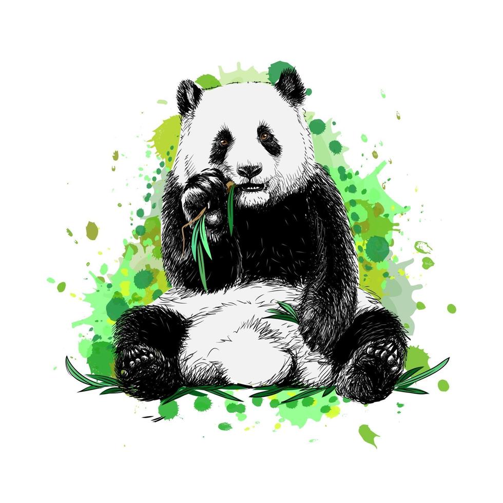panda sitter och äter bambu från ett stänk av akvarell handritad skiss vektorillustration av färger vektor
