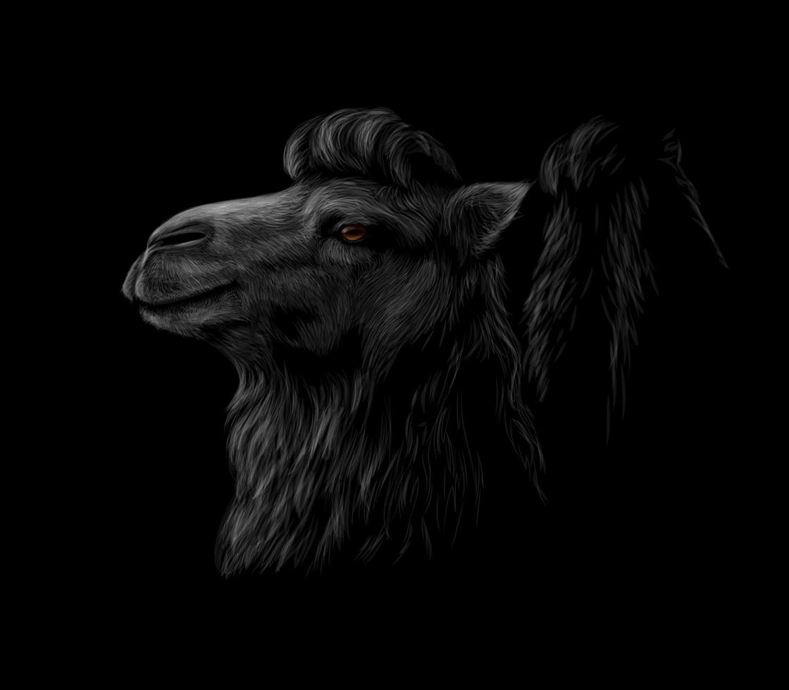 Porträt eines Kamelkopfes auf einer schwarzen Hintergrundvektorillustration vektor