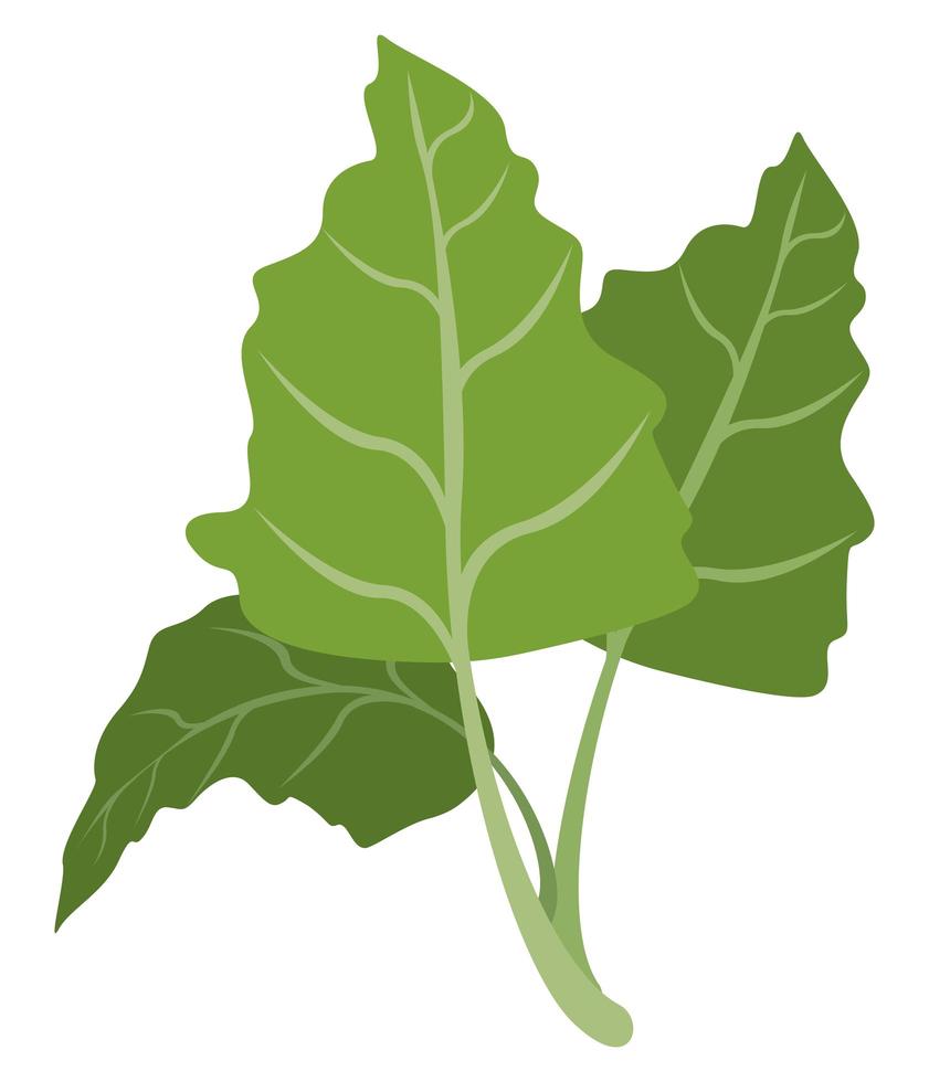 blad koriandergrönsak vektor