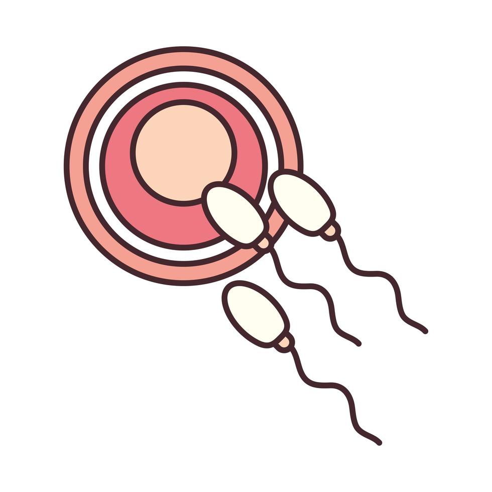 Befruchtung Eizellen Sperma vektor